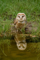 Naklejka na ściany i meble Barn Owl (Tyto alba) 