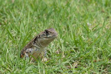 closeup head shot of Oriental garden lizard