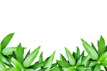 Fresh Mango leaf frame Isolate