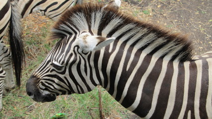 Photo of a head of a zebra.