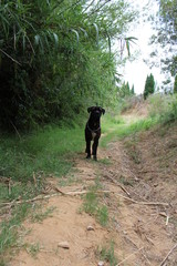 chien cane corso dehors