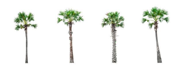 Collection of Palm trees isolated on white background for use in architectural design or decoration...