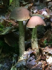 Pilze / Junge Birkenpilze wachsen im