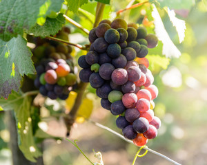 Close-up view of bunches of grapes almost ready for harvest in the Champagne vineyard at sunset.