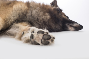 Fototapeta premium Dog, Belgian Shepherd Tervuren, paw