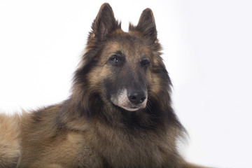 Dog, Belgian Shepherd Tervuren, winking, white studio background