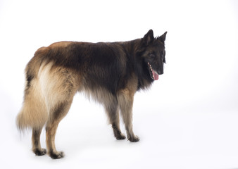 Dog, Belgian Shepherd Tervuren, standing on white studio background