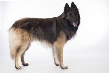 Dog, Belgian Shepherd Tervuren, standing on white studio background