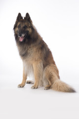 Dog, Belgian Shepherd Tervuren, sitting on white studio background