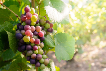 Close-up view of a bunch of grapes at different stages of ripeness in the Champagne vineyard at sunset. - obrazy, fototapety, plakaty