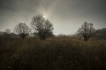 Fototapeta na wymiar trees in dark forest with cloudy sky