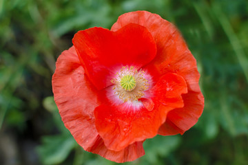 Fototapeta premium Poppy flower summer time in full bloom