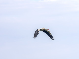 Flying white stork, Ciconia ciconia, Romania