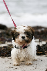 puppy on the beach - 167251925