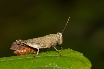 Image of White Shoulder Grasshopper (Apalacris varicornis) on green leaves. Insect Animal