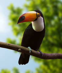 Toco Toucan  at wildness