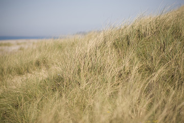 Beach dunes in Denmark - 167252102