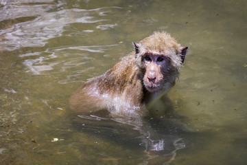 Image of a monkey in the water. Wild Animals.