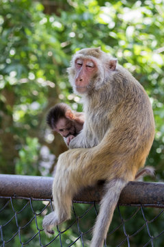Image of mother monkey and baby monkey on nature background. Wild Animals.