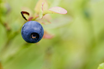 blueberry - 167252509