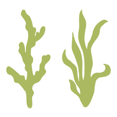 Obraz premium Seaweed isolated