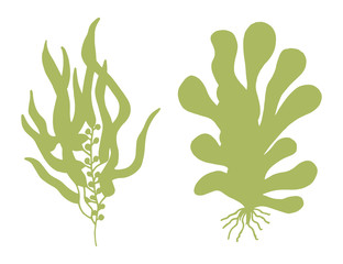 Seaweed isolated vector illustration