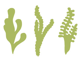 Seaweed isolated vector