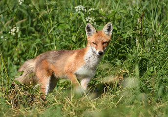 Fox (Vulpes vulpes)