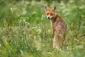 Fox (Vulpes vulpes)