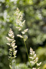 Flowering grass - 167253106