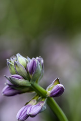 Blüte