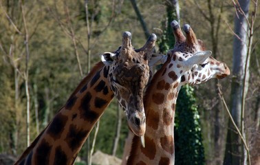 Couple de girafes © OEIL2LYNX