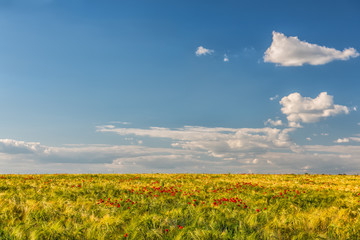 Field with wheat and scarlet poppies. The vast expanse of fields.   Beautiful blue sky with clouds in the background.
