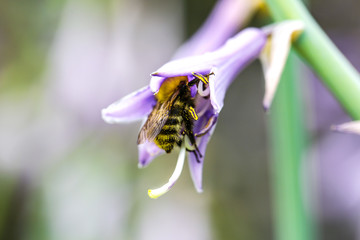 Biene auf Blüte