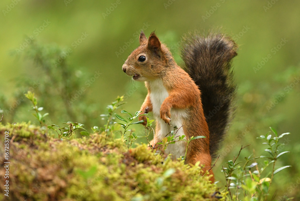 Wall mural red squirrel (sciurus vulgaris)