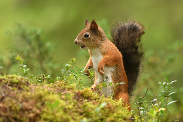Red Squirrel (Sciurus vulgaris)