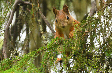 Red Squirrel (Sciurus vulgaris)