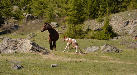 The birth of a stallion in a horse in a natural habitat