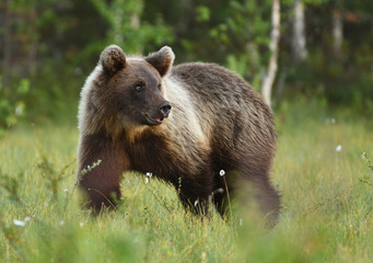 Obraz na płótnie Canvas Wild brown bear (Ursus arctos)
