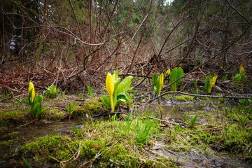 Yellow Tulips