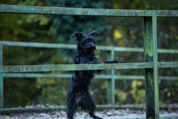 schwarzer Terrier