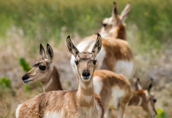 Pronghorn Sentry