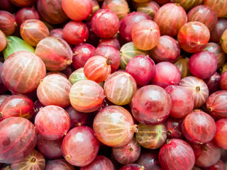 Fresh juicy gooseberry. Delicious summer berries.