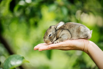baby rabbit bunny in farmer hands.