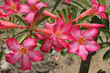 desert rose