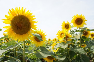 sunflower