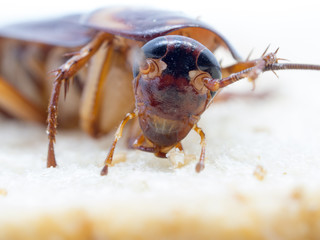 Closeup cockroach on the whole wheat bread. Cockroaches are carriers of the disease.