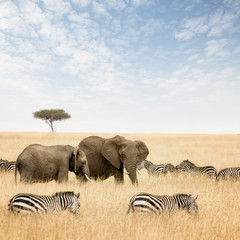 Elephants and zebras in the Masai Mara