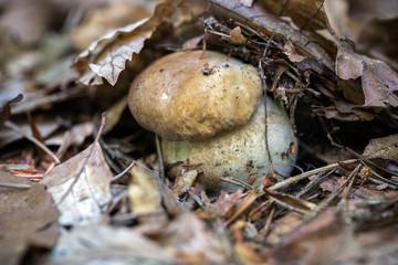 Boletus