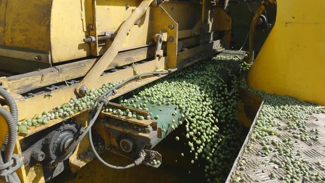 Cleaning of peas, combine harvesting peas PLOEGER EPD 530